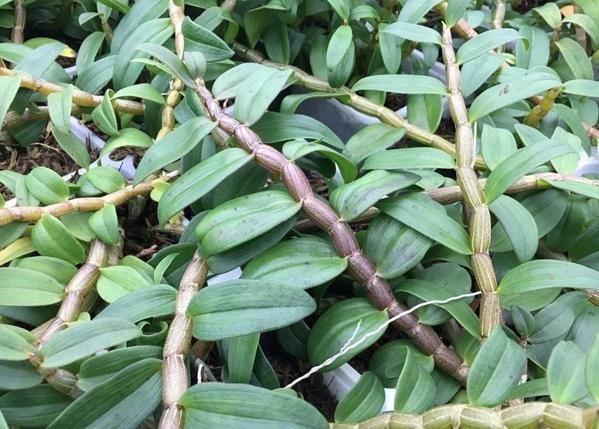 中华仙草铁皮石斛